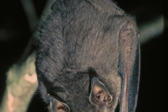 The Bat Jungle