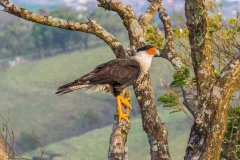 IMG_AEC200-F7D9F4-62B91D-54D754-EF3D4B-BFC1A0