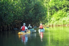Tamarindo Mangrove & Estuary Kayak Tour