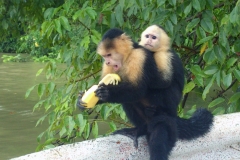 Panama - Monkey Island Tour