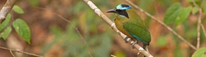 bird_watching_metropolitan_natural_park