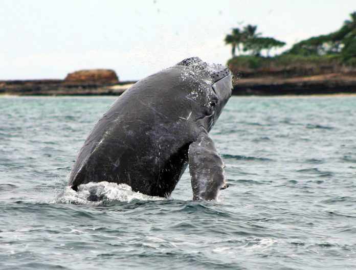 Panama Whale Watching Tours | 2018 Guide to Whale Watching in Panama