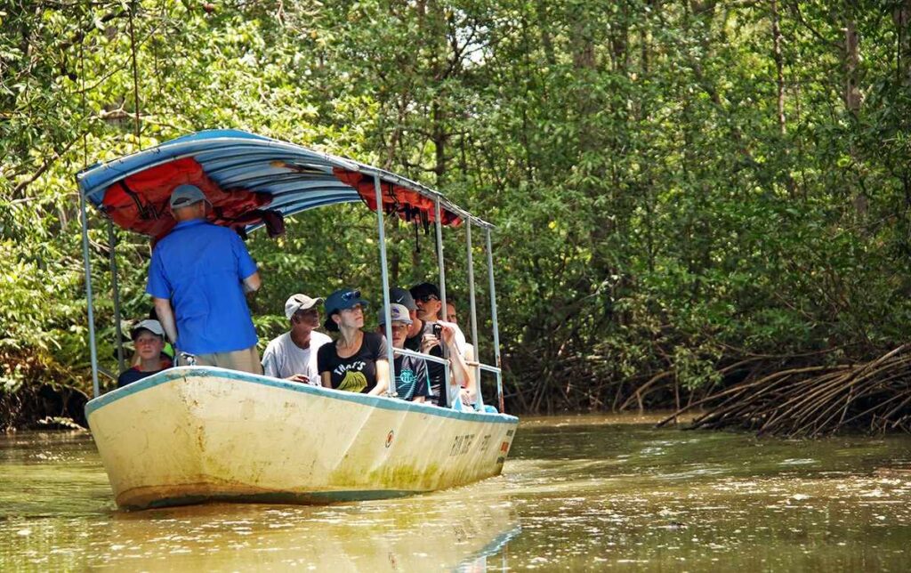 Excursiones por los Manglares de Isla Damas Una Experiencia Única en