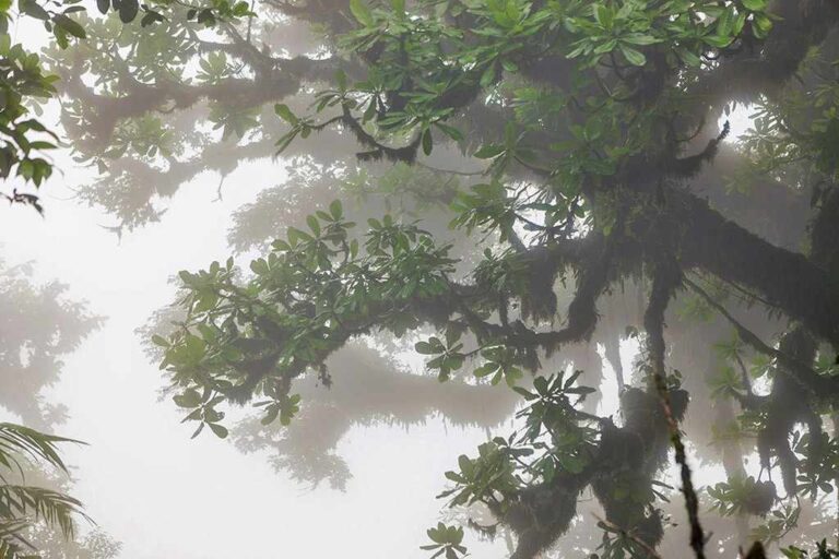 Health Benefits of the Costa Rica Rainforest & Cloud Forest – Real Deal