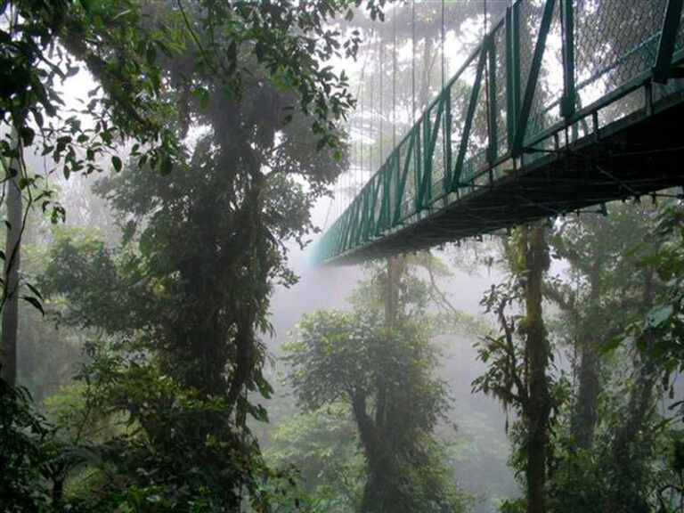 Costa Rica Natural Wonders | Monteverde Cloud Forest
