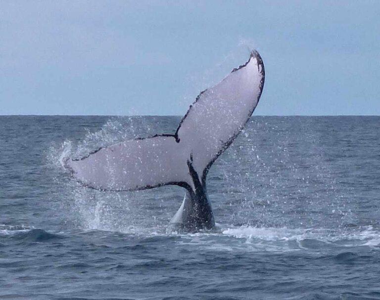 Panama Whale Watching Season