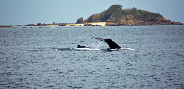 Pearl Islands Whale Watching Panama – Team Experience