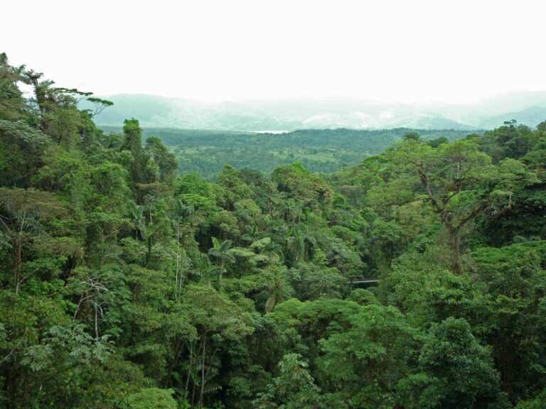 What is a Rainforest vs. Cloud Forest in Costa Rica?