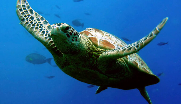 Sea Turtle Conservation in Central America | Ecotoursim