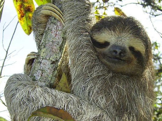 Sloth Sanctuaries in Costa Rica Sloth Sanctuaries in Costa Rica - What