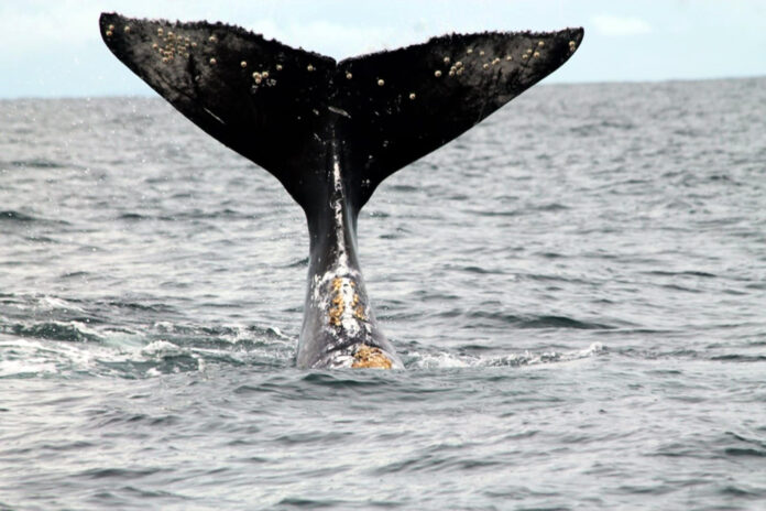 How to choose the right whale watching tour in Panama for you