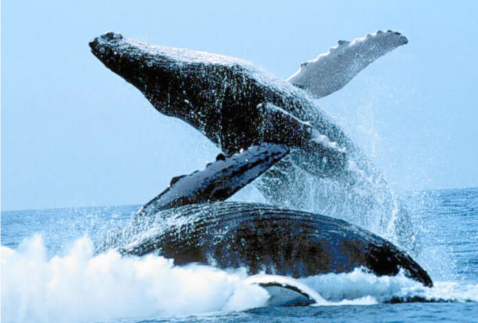 Eco Tours Puerto Vallarta Whale Watching