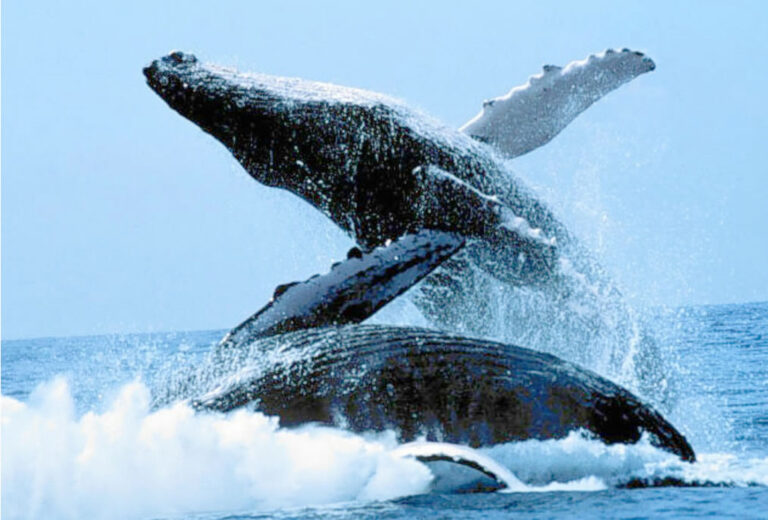 Whale Watching in Puerto Vallarta, Mexico