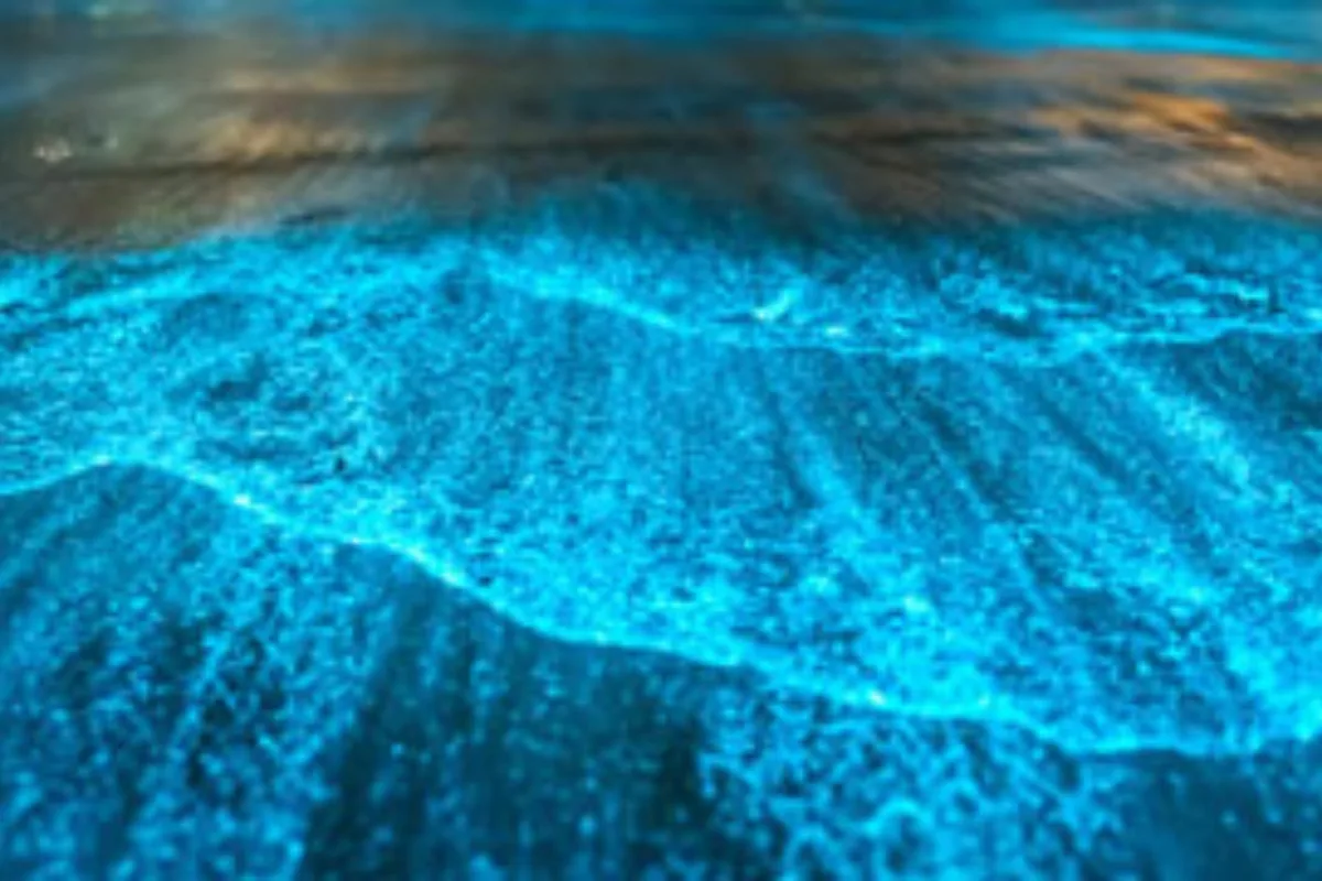 Bioluminescence Puerto Vallarta