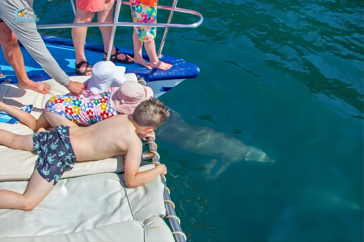 Cielito LindoTrimaran Dolphin Watching