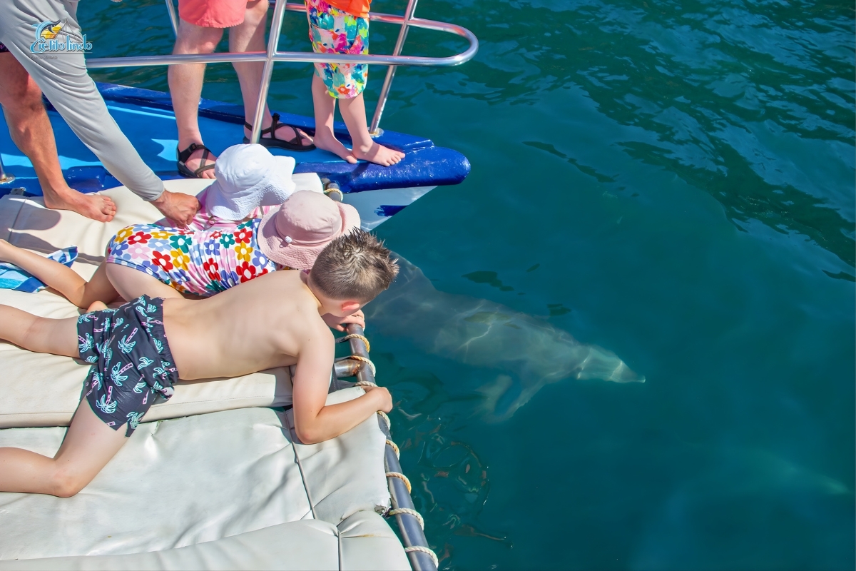 Cielito LindoTrimaran Dolphin Watching
