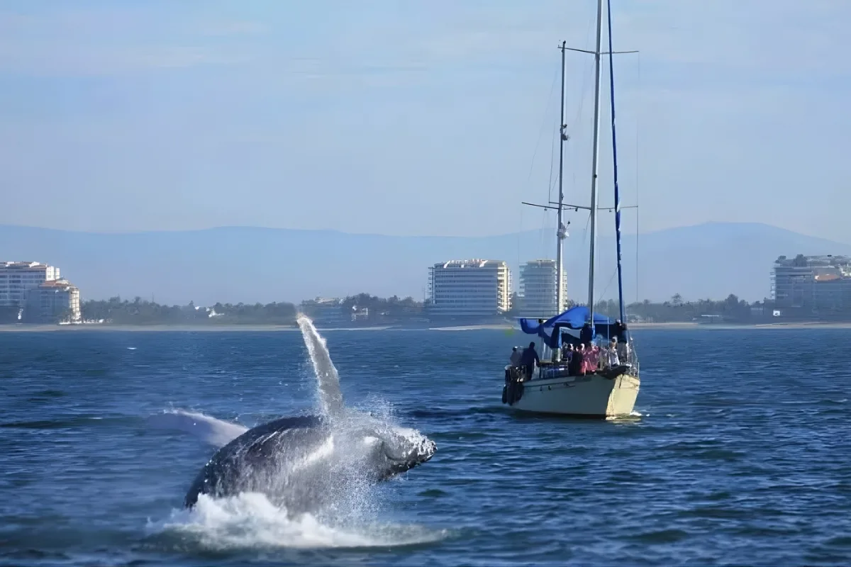 Sailing With Whales in Puerto Vallarta