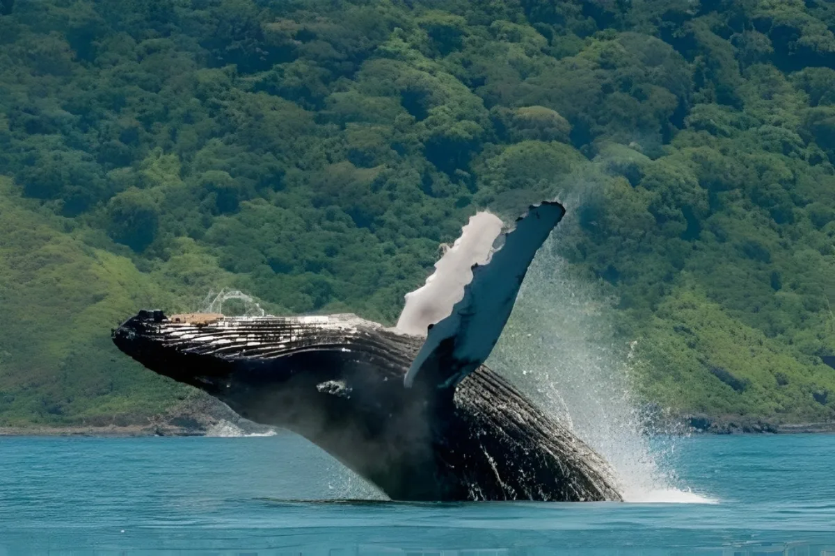 Whales in Puerto Vallarta