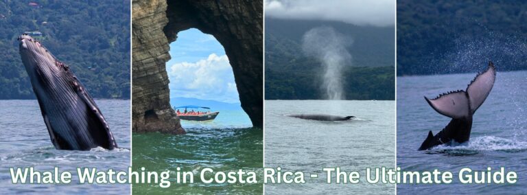 Whale Watching in Costa Rica – The Ultimate Guide